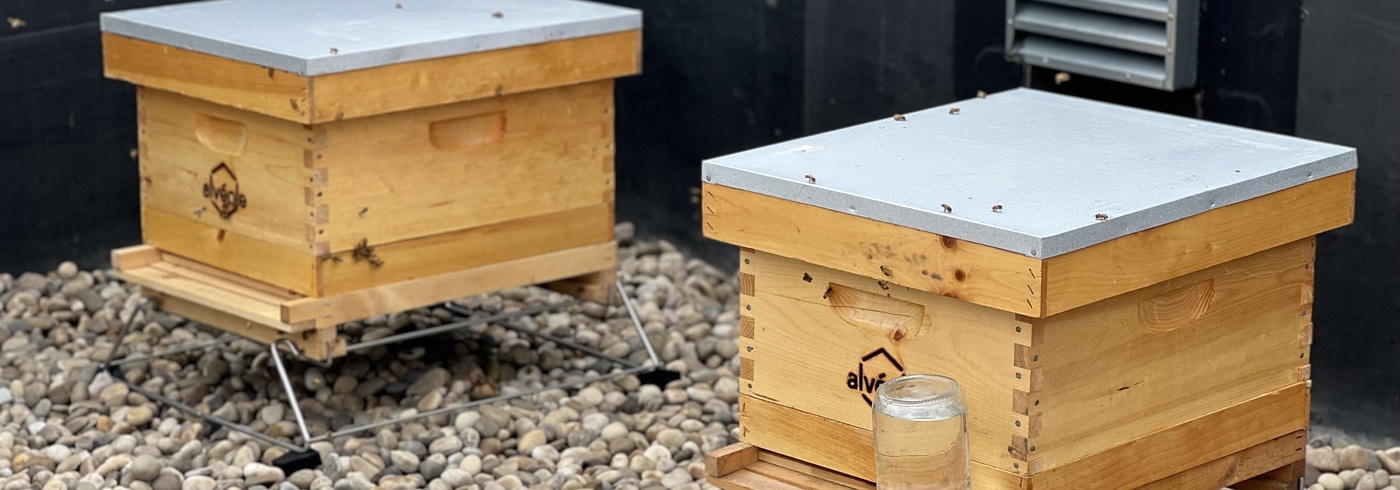 Pair of Harvard Properties Now Home to Thousands of Honeybees